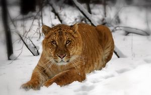 Preview wallpaper tiger, face, snow, down, predator