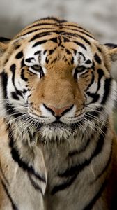 Preview wallpaper tiger, face, stone, big cat