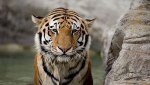 Preview wallpaper tiger, face, stone, big cat