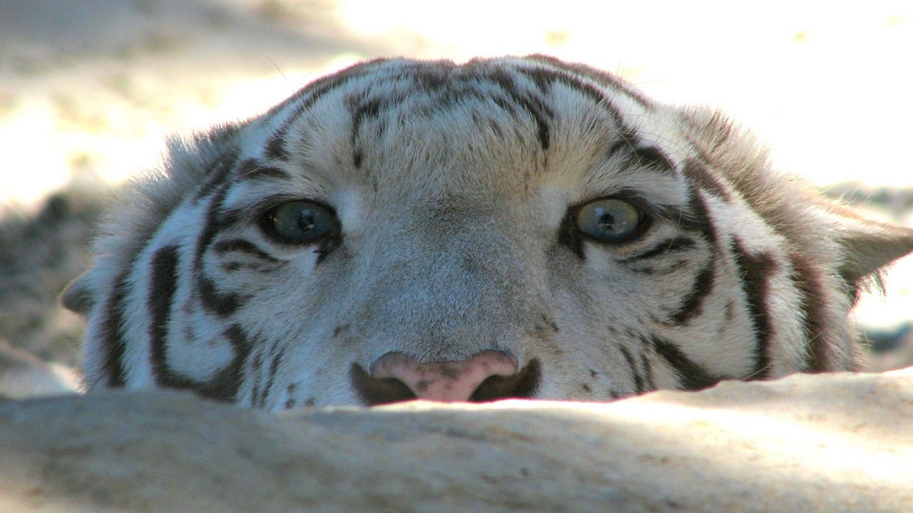 Wallpaper tiger, face, stone, eyes, predator