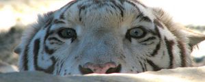 Preview wallpaper tiger, face, stone, eyes, predator