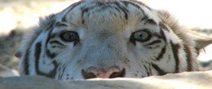 Preview wallpaper tiger, face, stone, eyes, predator