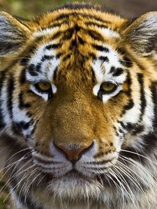 Preview wallpaper tiger, face, striped, big cat