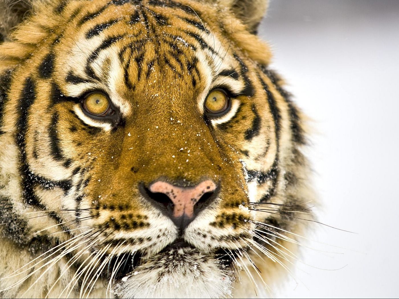 Download wallpaper 1400x1050 tiger, face, striped, big cat, predator ...