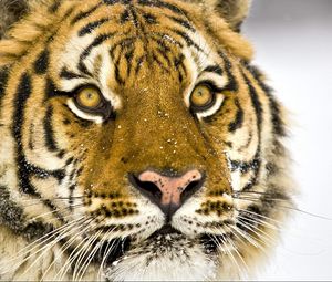 Preview wallpaper tiger, face, striped, big cat, predator