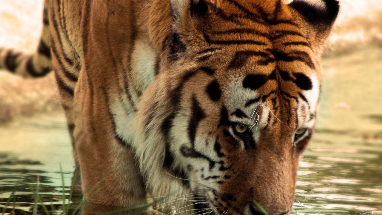 Wallpaper tiger, face, striped, predators, big cat