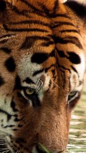 Preview wallpaper tiger, face, striped, predators, big cat