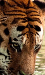 Preview wallpaper tiger, face, striped, predators, big cat