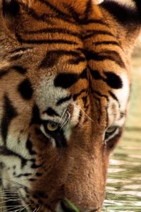 Preview wallpaper tiger, face, striped, predators, big cat