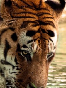 Preview wallpaper tiger, face, striped, predators, big cat