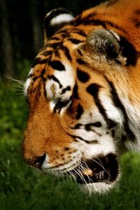 Preview wallpaper tiger, face, striped, predator