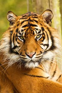 Preview wallpaper tiger, face, striped, predator, big cat, sit