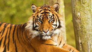 Preview wallpaper tiger, face, striped, predator, big cat, sit