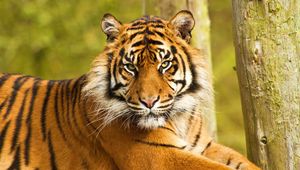 Preview wallpaper tiger, face, striped, predator, big cat, sit