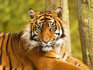 Preview wallpaper tiger, face, striped, predator, big cat, sit