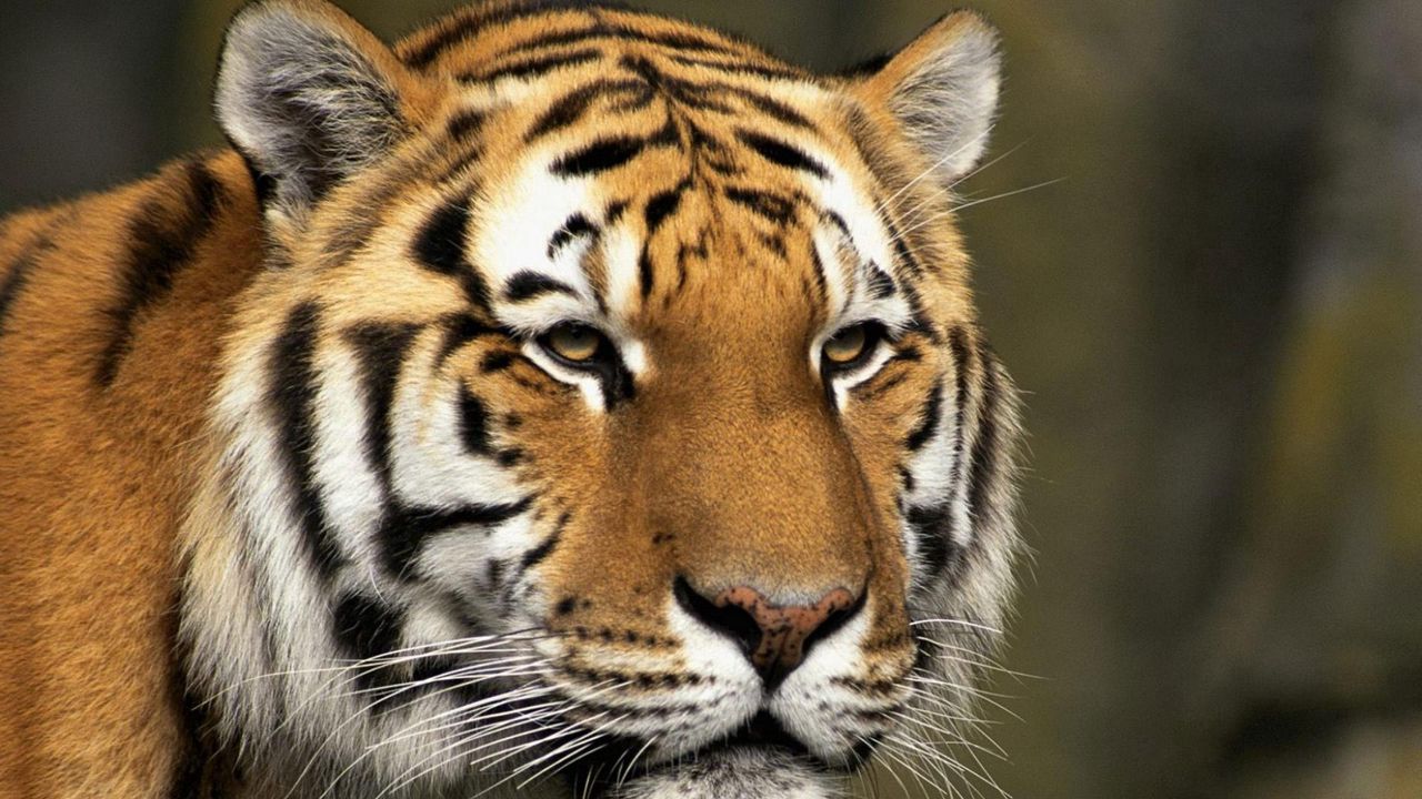 Wallpaper tiger, face, striped, big cat, predator