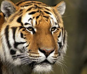 Preview wallpaper tiger, face, striped, big cat, predator