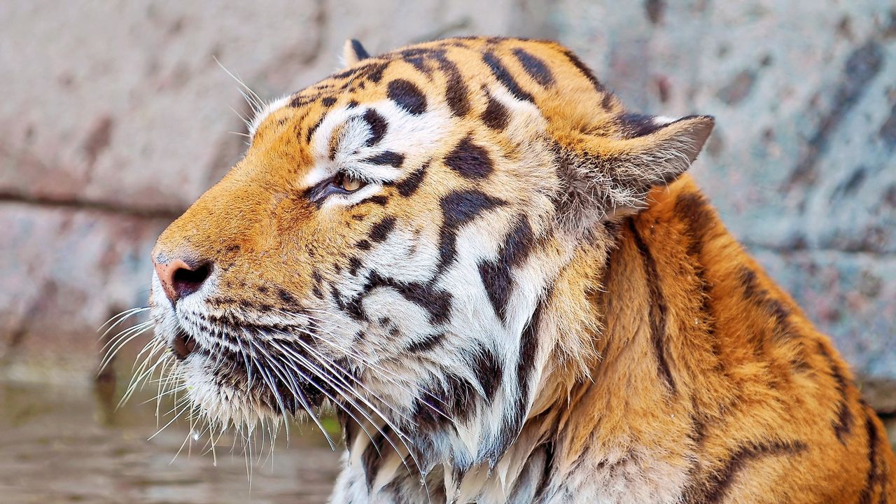 Wallpaper tiger, face, striped, predator