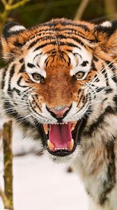 Preview wallpaper tiger, face, striped, predators, big cat