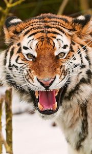 Preview wallpaper tiger, face, striped, predators, big cat