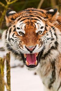 Preview wallpaper tiger, face, striped, predators, big cat