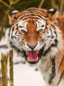 Preview wallpaper tiger, face, striped, predators, big cat