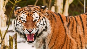 Preview wallpaper tiger, face, striped, predators, big cat