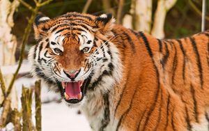 Preview wallpaper tiger, face, striped, predators, big cat