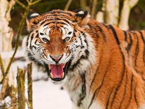 Preview wallpaper tiger, face, striped, predators, big cat