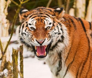 Preview wallpaper tiger, face, striped, predators, big cat