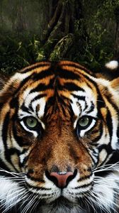 Preview wallpaper tiger, face, striped, big cat, predator