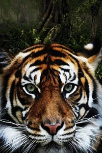 Preview wallpaper tiger, face, striped, big cat, predator