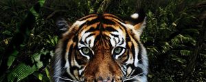 Preview wallpaper tiger, face, striped, big cat, predator