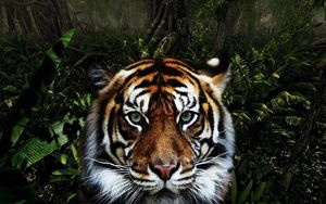 Preview wallpaper tiger, face, striped, big cat, predator