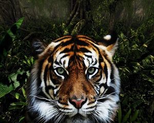 Preview wallpaper tiger, face, striped, big cat, predator