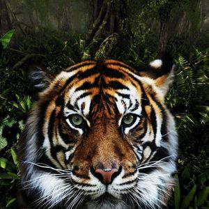 Preview wallpaper tiger, face, striped, big cat, predator