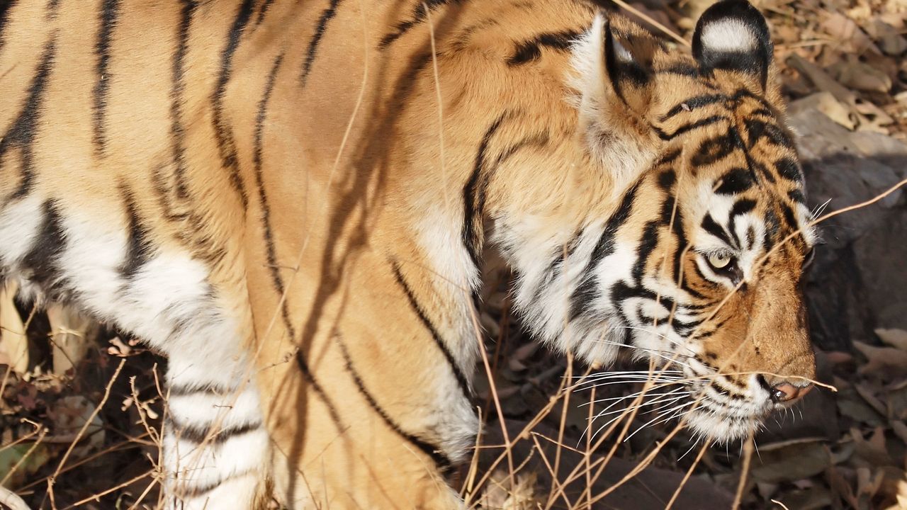 Wallpaper tiger, face, striped