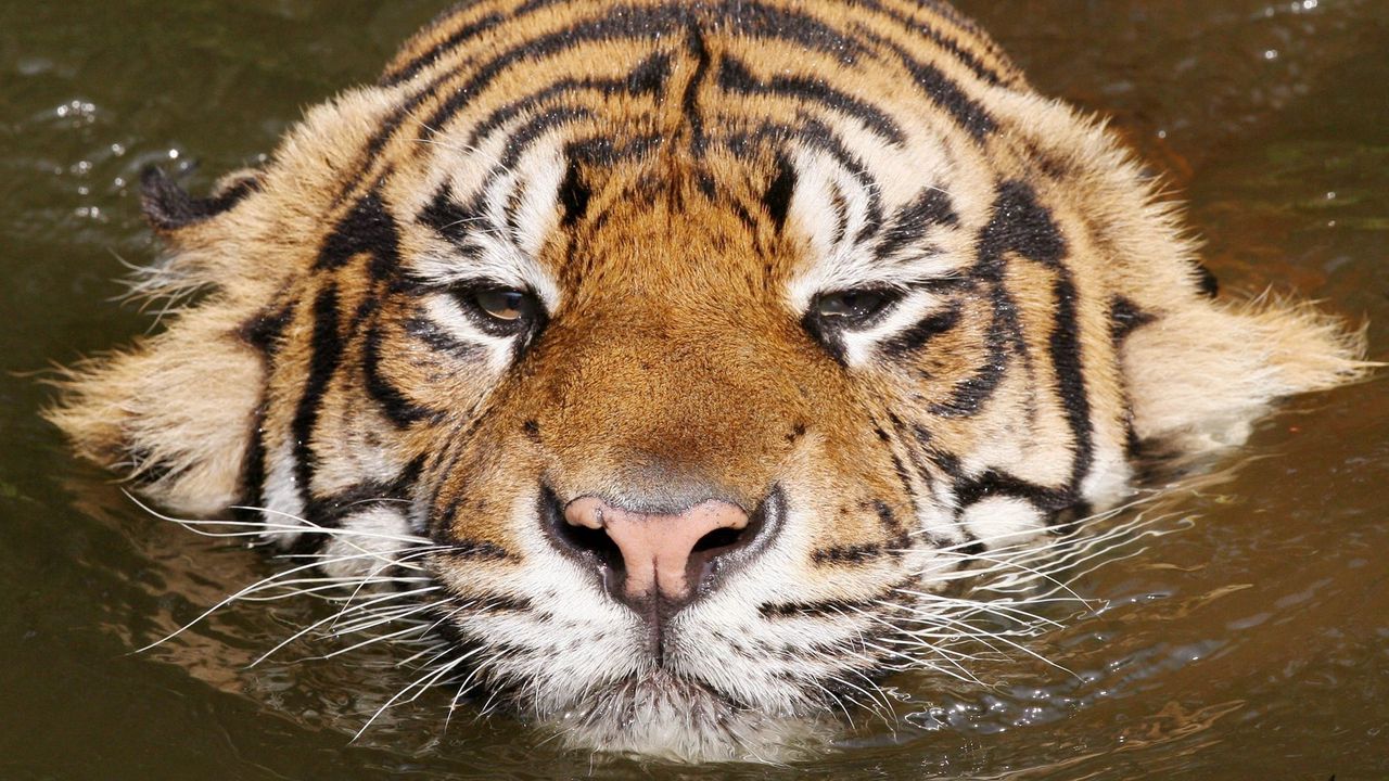 Wallpaper tiger, face, swim, striped