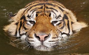 Preview wallpaper tiger, face, swim, striped