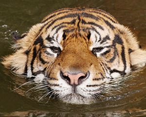 Preview wallpaper tiger, face, swim, striped