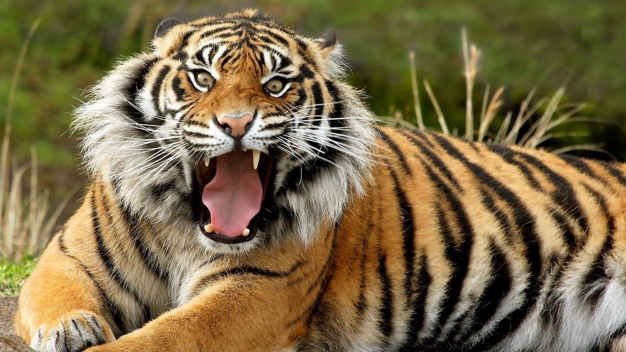 Wallpaper tiger, face, teeth, anger