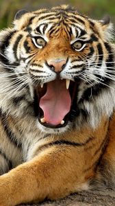 Preview wallpaper tiger, face, teeth, anger