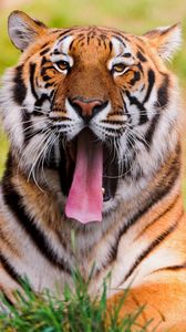 Preview wallpaper tiger, face, teeth, anger, grass, lie