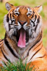 Preview wallpaper tiger, face, teeth, anger, grass, lie