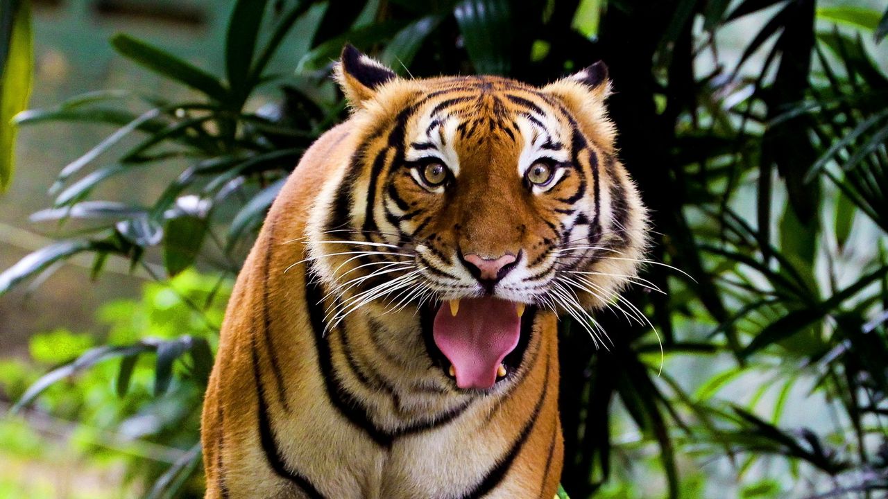 Wallpaper tiger, face, teeth, anger, aggression, wood, grass, leaves