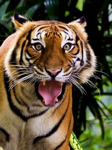 Preview wallpaper tiger, face, teeth, anger, aggression, wood, grass, leaves