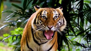 Preview wallpaper tiger, face, teeth, anger, aggression, wood, grass, leaves