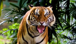 Preview wallpaper tiger, face, teeth, anger, aggression, wood, grass, leaves