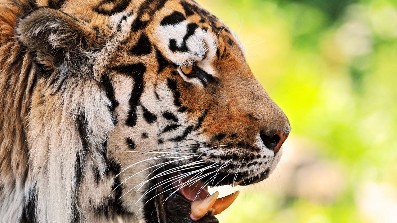 Wallpaper tiger, face, teeth, predator
