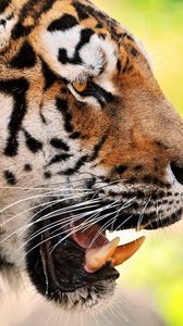 Preview wallpaper tiger, face, teeth, predator